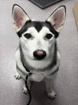 Rescue Husky Dogs for Adoption in Tracy, California - ELLIE | PetCurious
