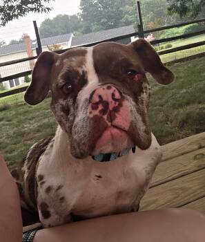 Coco -  Bulldog Dog for Adoption in Westminster, Maryland - Coco | PetCurious