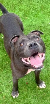 Smokey -  Pit Bull Terrier and Mixed Breed Dog for Adoption in Calgary, Alberta - Smokey | PetCurious
