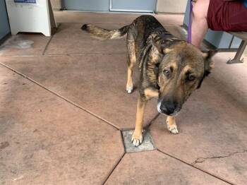 German Shepherd Dog and Mixed Breed Dogs Available for Adoption in San Jose, California - A1408033 | PetCurious