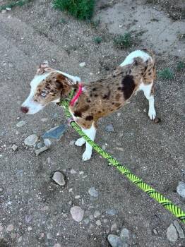 Peony -  Shepherd and Mixed Breed Dog for Adoption in Fort Collins, Colorado - Peony | PetCurious
