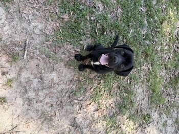 Smokey -  Black Labrador Retriever and Pug Dog for Adoption in Semmes, Alabama - Smokey | PetCurious