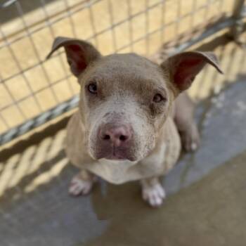 Rescue Pit Bull Terrier Dogs for Adoption in Littlerock, California - Stewart | PetCurious