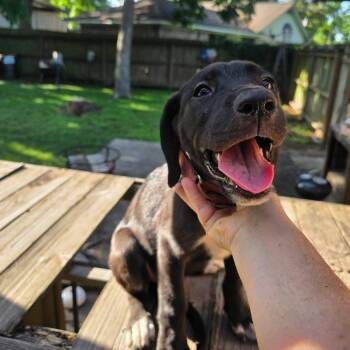 Princess -  Great Dane Dog for Adoption in Bullard, Texas - Princess | PetCurious