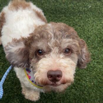 Kayla 9777 -  Cockapoo Dog for Adoption in Loxahatchee Groves, Florida - Kayla 9777 | PetCurious