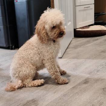 Poodle and Shih Tzu Dogs Available for Adoption - Augustine (Auggie) | PetCurious