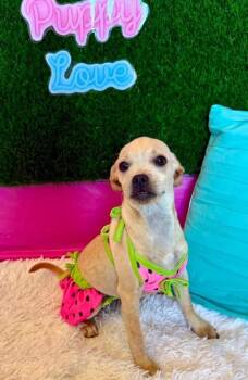 Latte -  Chihuahua and Mixed Breed Dog for Adoption in Visalia, California - Latte | PetCurious