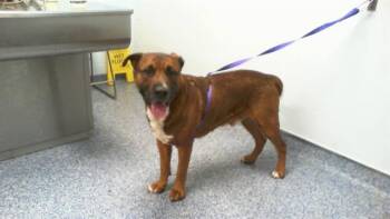 BRADY -  Labrador Retriever and German Shepherd Dog Dog for Adoption in Charlotte, North Carolina - BRADY | PetCurious
