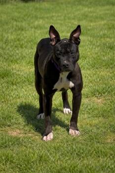 Pit Bull Terrier Dogs Available for Adoption - Polly PutPut | PetCurious