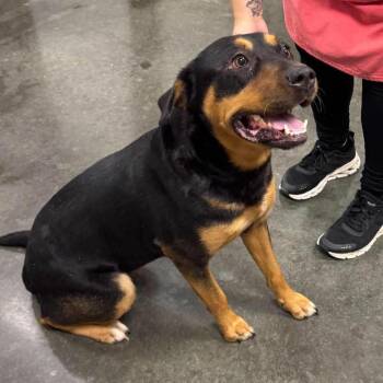 Velma -  Mixed Breed Dog for Adoption in Dickinson, Texas - Velma | PetCurious