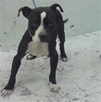 Staffordshire Bull Terrier and Mixed Breed Dogs Available for Adoption in Houston, Texas - A2070176 | PetCurious