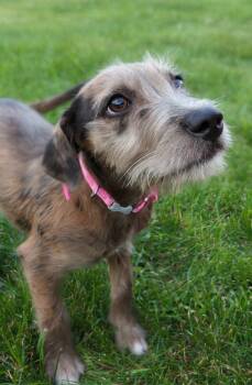 Lucy -  Catahoula Leopard Dog Dog for Adoption in Mauston, Wisconsin - Lucy | PetCurious