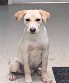 Rescue Labrador Retriever and Mixed Breed Dogs for Adoption in Morristown, New Jersey - Milo | PetCurious