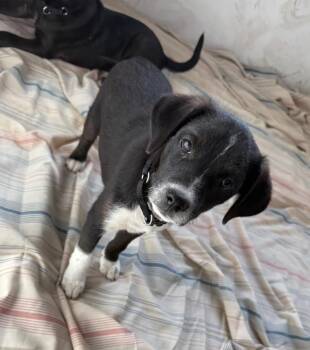 Triggy -  English Pointer and Basset Hound Dog for Adoption in Columbia, Illinois - Triggy | PetCurious