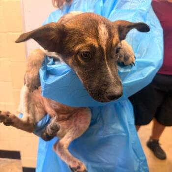 Grace -  Mixed Breed Dog for Adoption in Corinth, Mississippi - Grace | PetCurious
