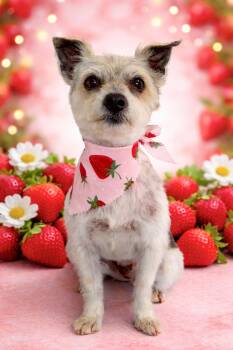 Mixed Breed Dogs Available for Adoption in Medford Lakes, New Jersey - Lambie | PetCurious