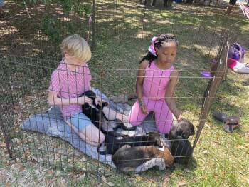 Rat Terrier and Labrador Retriever Dogs Available for Adoption in Mobile, Alabama - Eclair | PetCurious