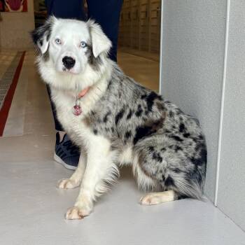 Australian Shepherd Dogs Available for Adoption in Chicago, Illinois - Malia | PetCurious