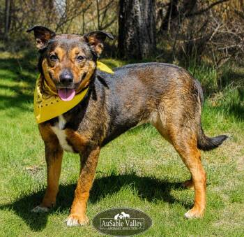 Mixed Breed Dogs Available for Adoption in Grayling, Michigan - Gigi | PetCurious