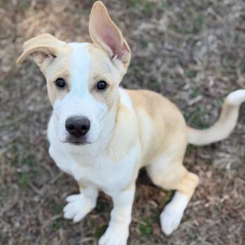 Mixed Breed Dogs Available for Adoption - Blizzard | PetCurious