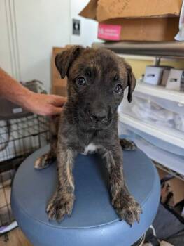 Pancake - Maple -  Mountain Cur and Staffordshire Bull Terrier Dog for Adoption in Lakeland, Florida - Pancake - Maple | PetCurious