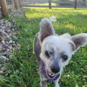 Macy 5794 D -  Chinese Crested Dog Dog for Adoption in Frankfort, Kentucky - Macy 5794 D | PetCurious