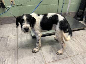 German Wirehaired Pointer and Mixed Breed Dogs Available for Adoption in Grand Prairie, Texas - TAKI | PetCurious