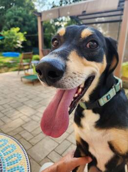 Goose -  Black And Tan Coonhound Dog for Adoption in Roxbury Township, New Jersey - Goose | PetCurious