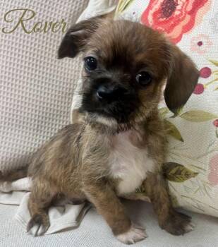 Rover -  Shih Tzu Dog for Adoption - Rover | PetCurious