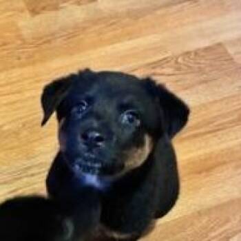Daisy -  Cattle Dog and German Shepherd Dog Dog for Adoption in Pasadena, California - Daisy | PetCurious