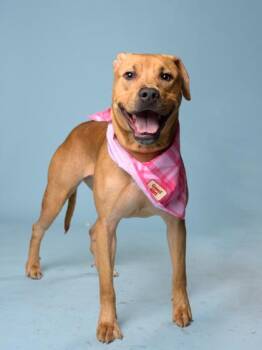 Chestnut -  Mixed Breed Dog for Adoption in Atlanta, Georgia - Chestnut | PetCurious