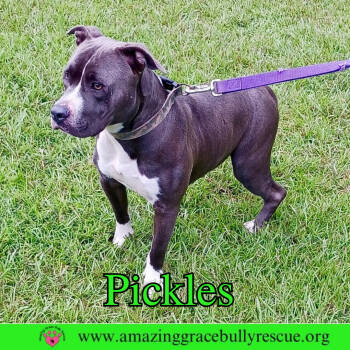Rescue American Bulldog Dogs for Adoption in Pensacola, Florida - Pickles | PetCurious