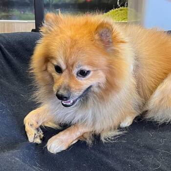 Beaux 14181 -  Pomeranian Dog for Adoption in San Francisco, California - Beaux 14181 | PetCurious