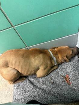 TONYA -  Staffordshire Bull Terrier and Mixed Breed Dog for Adoption in Houston, Texas - TONYA | PetCurious