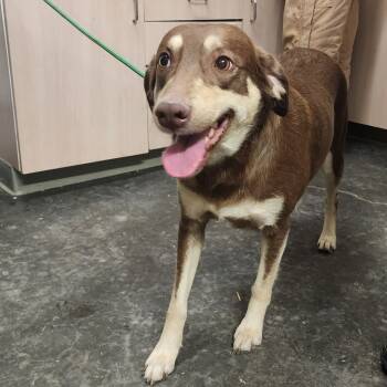 Rescue Shepherd and Mixed Breed Dogs for Adoption in Evensville, Tennessee - Daisy | PetCurious