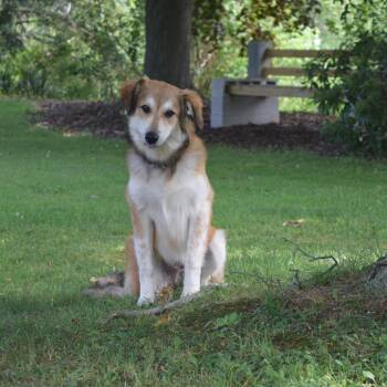 Moon Beam -  Australian Shepherd and Mixed Breed Dog for Adoption in Mckean, Pennsylvania - Moon Beam | PetCurious