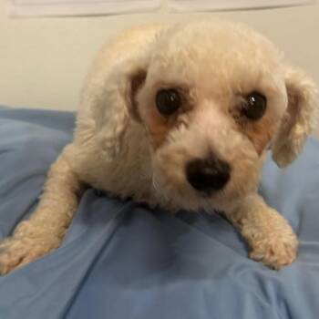 Amelie -  Bichon Frise Dog for Adoption in West Chester, Pennsylvania - Amelie | PetCurious