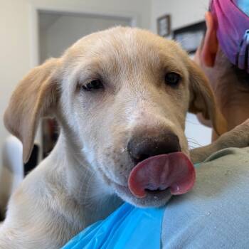 Mcnab Dogs Available for Adoption - Jethro | PetCurious