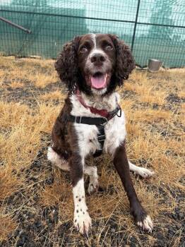 Kona -  Field Spaniel Dog for Adoption in St. Helens, Oregon - Kona | PetCurious