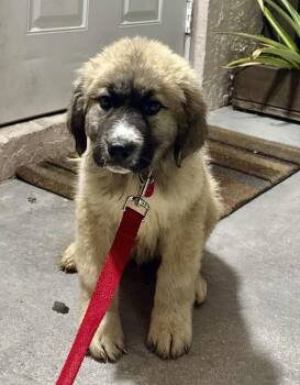 Great Pyrenees and Labrador Retriever Dogs Available for Adoption - Bosco | PetCurious