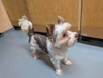 Gizmo -  Yorkshire Terrier Dog for Adoption in Warren, Michigan - Gizmo | PetCurious