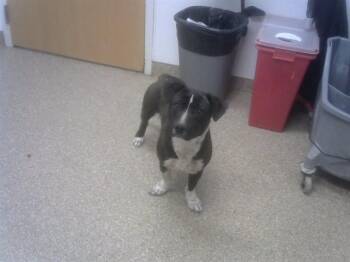 Labrador Retriever and Mixed Breed Dogs Available for Adoption in Albuquerque, New Mexico - MR.HANDSOME | PetCurious