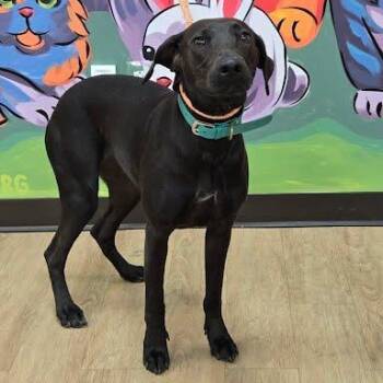 Roma -  Hound Dog for Adoption in Lyndhurst, Virginia - Roma | PetCurious