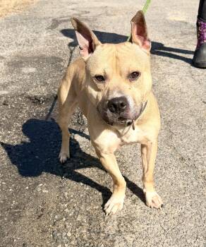 Pit Bull Terrier Dogs Available for Adoption - Thor | PetCurious