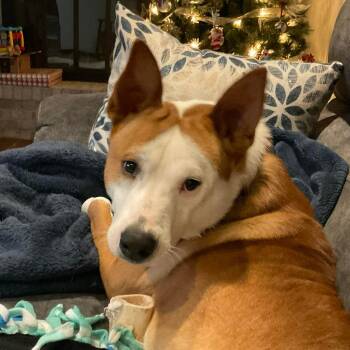 Basenji and Terrier Dogs Available for Adoption in Minneapolis, Minnesota - Rubble | PetCurious