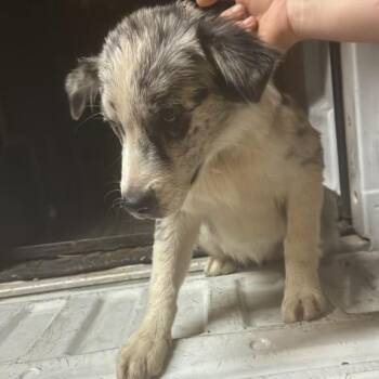 Oreo -  Mixed Breed Dog for Adoption in Gadsden, Alabama - Oreo | PetCurious
