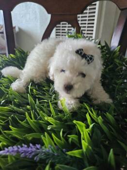 Snowy -  Maltipoo Dog for Adoption - Snowy | PetCurious