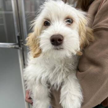 CHARMING -  Terrier and Maltese Dog for Adoption in Richmond, California - CHARMING | PetCurious