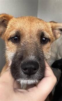 Labrador Retriever and Mixed Breed Dogs Available for Adoption - A651318 | PetCurious