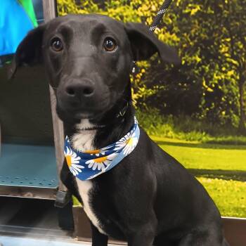 Zimba -  Black Labrador Retriever Dog for Adoption in Santa Ana, California - Zimba | PetCurious